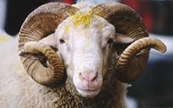 kurban bayramı